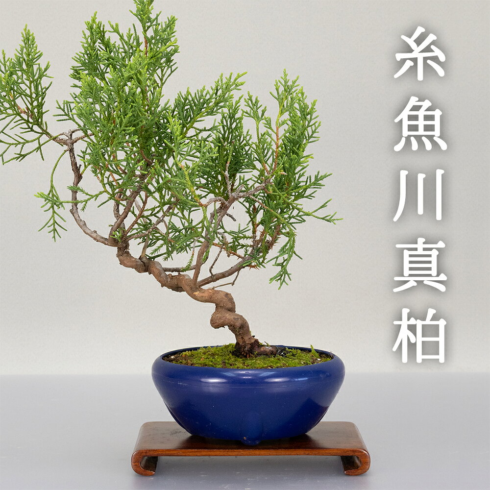 楽天市場】真柏 素材の通販