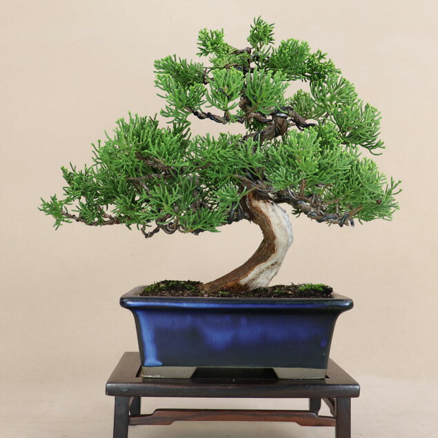 盆栽 特選：三河黒松*　現品 くろまつ　クロマツ　Kuromatsu bonsai 中品盆栽