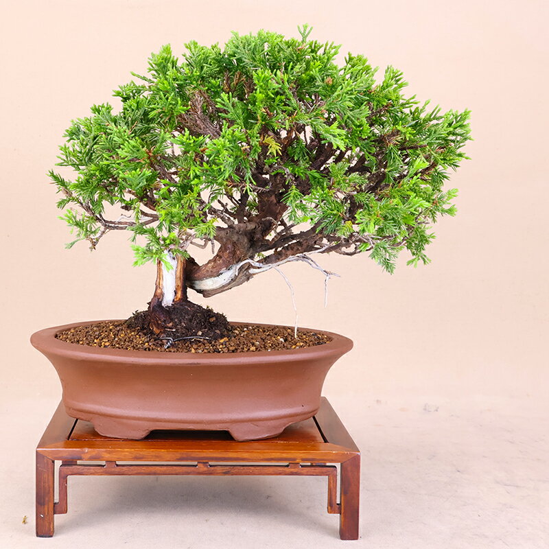 Bonsai - 【 糸魚川真柏 / シンパク 】小品盆栽 （いよじ園）