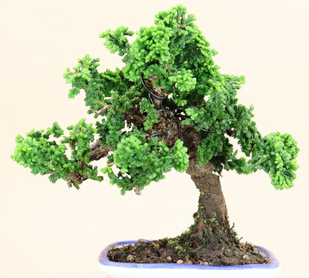 【 石化桧 / セッカヒノキ 】小品盆栽 【松柏盆栽】【いよじ園 伊予路園】