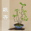 数量限定【送料無料】 銀杏 / 乳イチョウ(寄植) 盆栽 いよじ園