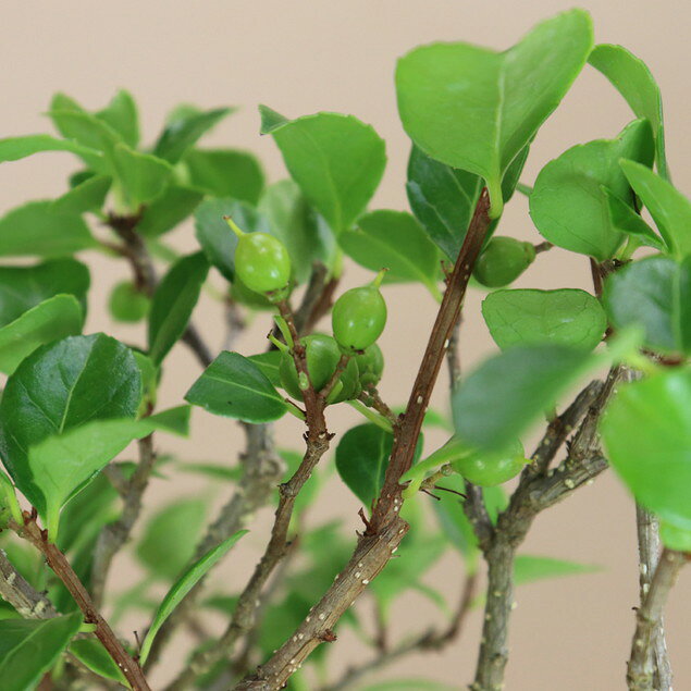 【岩ズル】小品盆栽(いよじ園)