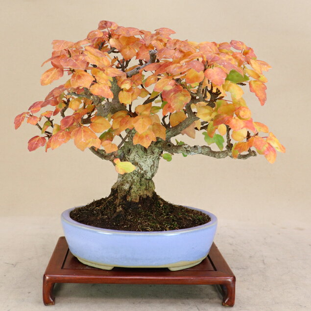 【 宮様楓 / ミヤサマカエデ 】小品盆栽 （いよじ園）のサムネイル