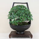 常盤柿 / トキワ柿 大型盆栽 (鉢:南蛮壺鉢) いよじ園