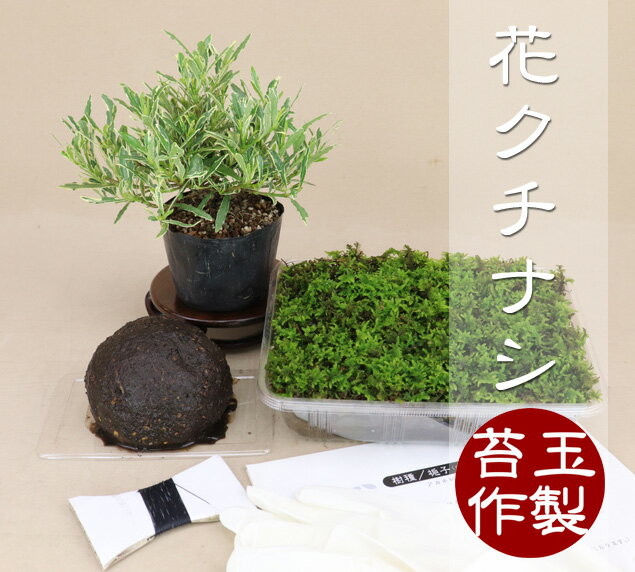 【苔玉盆栽作製キット】 斑入花クチナシ 八重咲 【いよじ園 伊予路園】