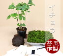 【苔玉盆栽作製キット】 イチョウ / 銀杏 【いよじ園 伊予路園】