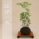 送料無料【苔玉盆栽】 はぜの木 【いよじ園 伊予路園】