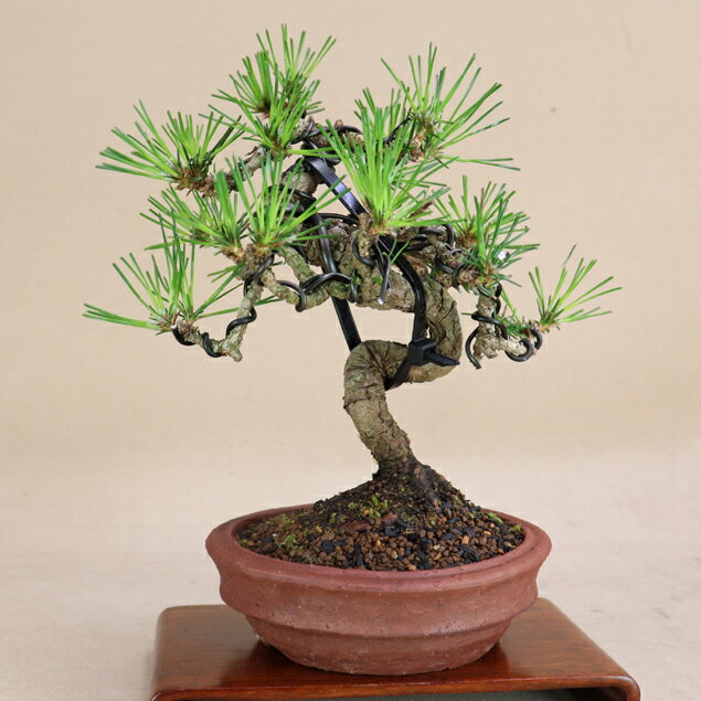 三河黒松 小品盆栽 【盆栽 松】いよじ園