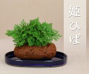 【草物盆栽】 小豆島産 岩ヒバ （岩松・岩ヒバ）桜島産 軽石（小） 【いよじ園 伊予路園】