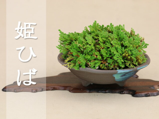 イワヒバ 植物図鑑