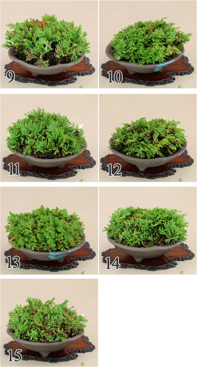 イワヒバ 植物図鑑