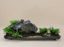 姫ヒバ(小豆島産)絶景造り三陸(いよじ園)
