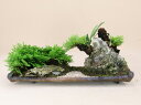 姫ヒバ(小豆島産)絶景造り三陸(いよじ園)