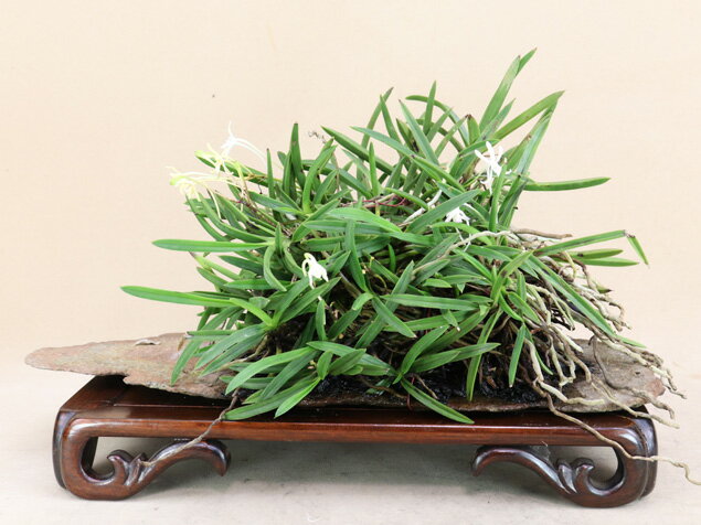 【風蘭 富貴蘭 ラン】山取（草盆栽）いよじ園