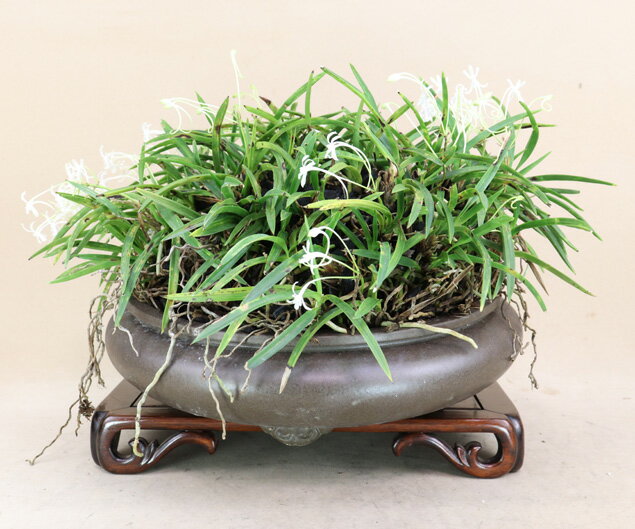 【風蘭 富貴蘭 ラン】山取 大株（草盆栽）いよじ園