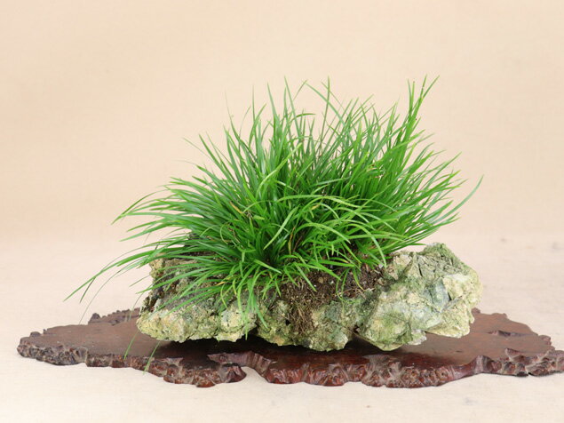 （草物盆栽 石付）姫石菖（渓谷天然石）いよじ園