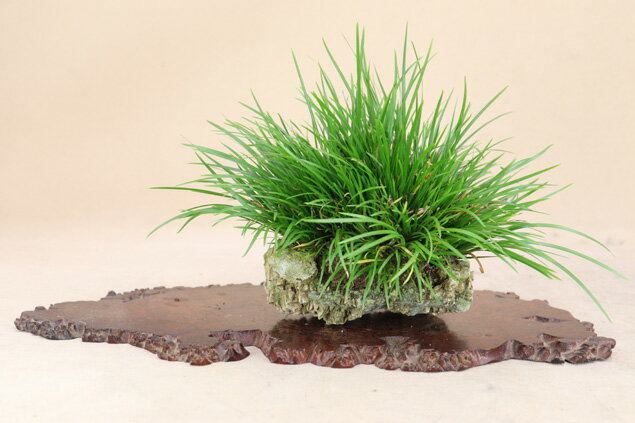 （草物盆栽 石付）姫石菖（渓谷天然石）いよじ園