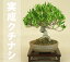 【送料無料】 細葉実成クチナシ -清誉- (小品盆栽)いよじ園