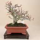 橘モドキ(ピラカンサ) 小品サイズ 【雑木盆栽】いよじ園