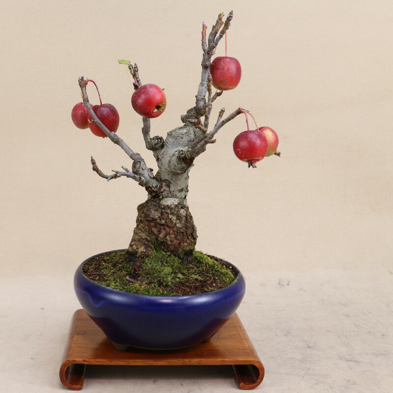 【姫リンゴ】 小品盆栽（いよじ園）