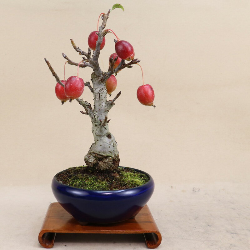 【姫リンゴ】 小品盆栽（いよじ園）