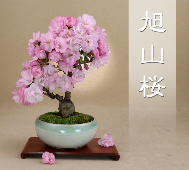 2024の花は終わり 旭山桜 一才性 八重咲 小品盆栽 最高級肥料1年分プレゼント【桜 盆栽】【いよじ園 伊予路園】