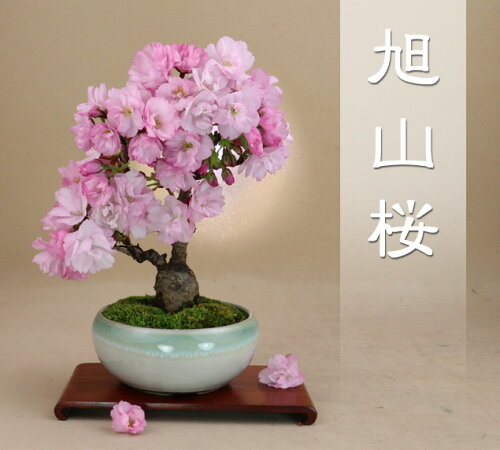 盆栽専門店が自信を持ってお届けします（2024の花は終わり）旭山桜（...