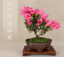 (2025年の花は終わり)サツキ - 雪中花 - 小品盆栽 【花物盆栽】【いよじ園 伊予路園】