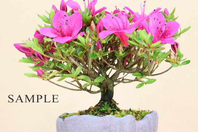 (2025年の花は終わり)サツキ - 星の輝 - 小品盆栽(鉢:信楽焼竹鳳作)【花物盆栽】【いよじ園 伊予路園】