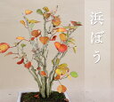 【 ハマボウ / 浜朴 】寄植(貴風サイズ盆栽)いよじ園