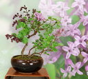 【2025年の花は終わり】ライラック(リラの花) 盆栽 鉢植(最高級肥料1年分プレゼント)いよじ園