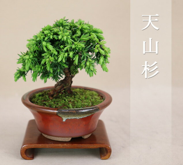 楽天市場】杉 盆栽(花・ガーデン・DIY)の通販 楽天市場】杉 盆栽(花・ガーデン・DIY)の通販