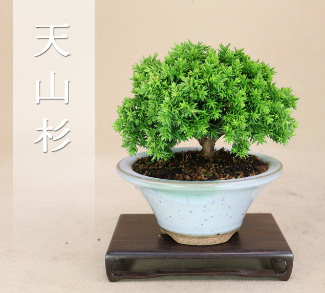 【天山杉】八房性 ミニ盆栽【いよじ園 伊予路園】