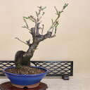 花梅 - 貴山 - (白花 八重咲) 中型サイズ盆栽 【いよじ園 伊予路園】