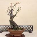 花梅 - 月陰 - (ピンク花 八重咲) 中型サイズ盆栽 【いよじ園 伊予路園】