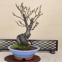 花梅 - 大盃 - (赤花 一重咲) 中型サイズ盆栽 【いよじ園 伊予路園】
