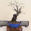 花梅 - 貴山 - (白花 八重咲) 中型サイズ盆栽 【いよじ園 伊予路園】
