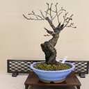 花梅 - 月陰 - (ピンク花 八重咲) 中型サイズ盆栽 【いよじ園 伊予路園】