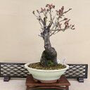 花梅 - 大盃 - (赤花 一重咲) 中型サイズ盆栽 【いよじ園 伊予路園】