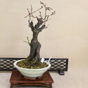 花梅 - 寒紅梅 - (一重咲) 中型サイズ盆栽 【いよじ園 伊予路園】