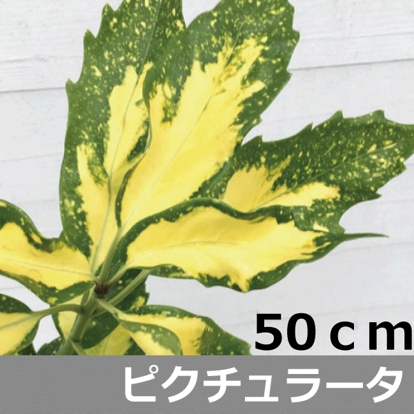 フイリアオキ　ピクチュラータ（斑入り青木）高さ約50cm　15.0cmポット入り　人気の　植木　庭木　ガーデンプランツ…