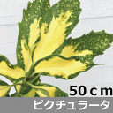 フイリアオキ　ピクチュラータ（斑入り青木）高さ約50cm　15.0cmポット入り　人気の　植木　庭木　ガーデンプランツ　ガーデニング 植木組合より産地直送　植木生産組合直営