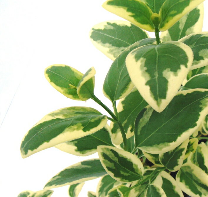 ビンカマジョール　斑入り葉　苗　9.0cm（3号）ポット入り　おしゃれな庭に　人気の　ガーデンプランツ　苗　ガーデニング 植木組合より産地直送