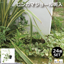 ビンカマジョール　斑入葉　バリエガータ　常緑性　宿根草　おしゃれな庭に　人気の　ガーデンプランツ　苗　ガーデニング 植木組合より産地直送　ツルニチニチソウ　ツル日々草