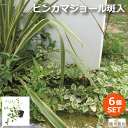 【6個セット】ビンカマジョール　斑入葉　バリエガータ　常緑性　宿根草　おしゃれな庭に　人気の　ガーデンプランツ…
