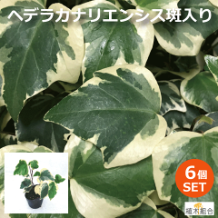 https://thumbnail.image.rakuten.co.jp/@0_mall/auc-j-green/cabinet/shohin001/gc1/hederakanahu700_6.gif