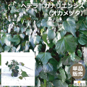 ヘデラ　カナリエンシス　緑葉　大葉のヘデラ　オカメヅタ　常緑性　宿根草　おしゃれな庭に　人気の　ガーデンプランツ　苗　ガーデニング 植木組合より産地直送