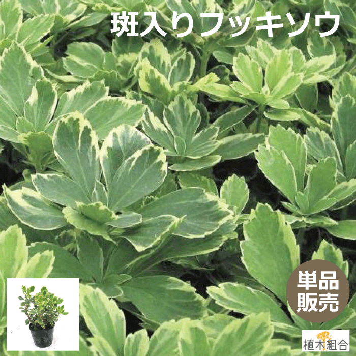 【単品販売】フッキソウ　斑入り葉　苗　9cmポット入り　常緑性　宿根草　おしゃれな庭に　人気の　ガーデンプランツ　苗　ガーデニング 植木組合より産地直送　富貴草　ふっきそう　フイリフッキソウのサムネイル