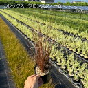 【3個セット】カレックス ブロンズフォーム 苗 10.5cm(3.5号)ポット入り