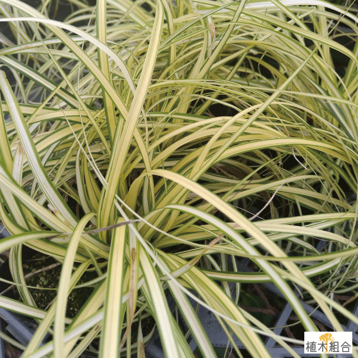 【3個セット】カレックス エバーゴールド 9~10.5cmポット入り